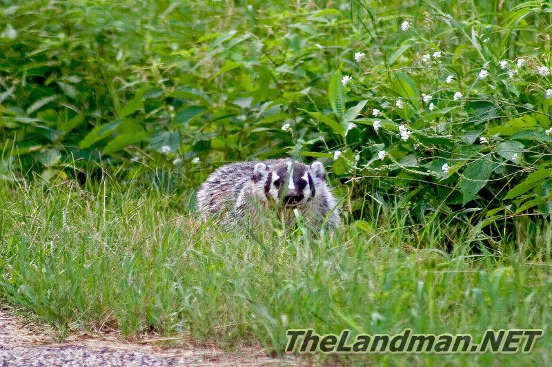 D 800X533 MD3Z1802 D 800X533 MD3Z1802