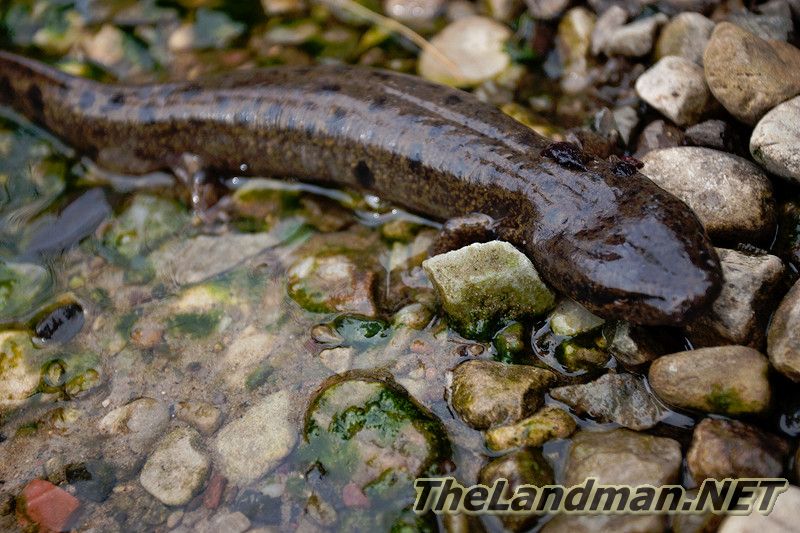 D 800X533 MD3Z8290 D 800X533 MD3Z8290