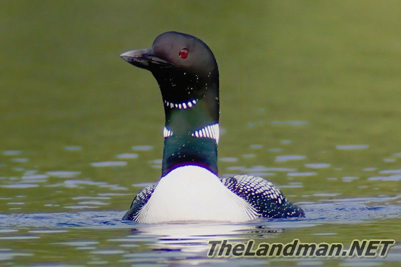 D 800X533 MD3Z8982 D 800X533 MD3Z8982