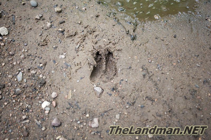Wisconsin Wildlife Track
