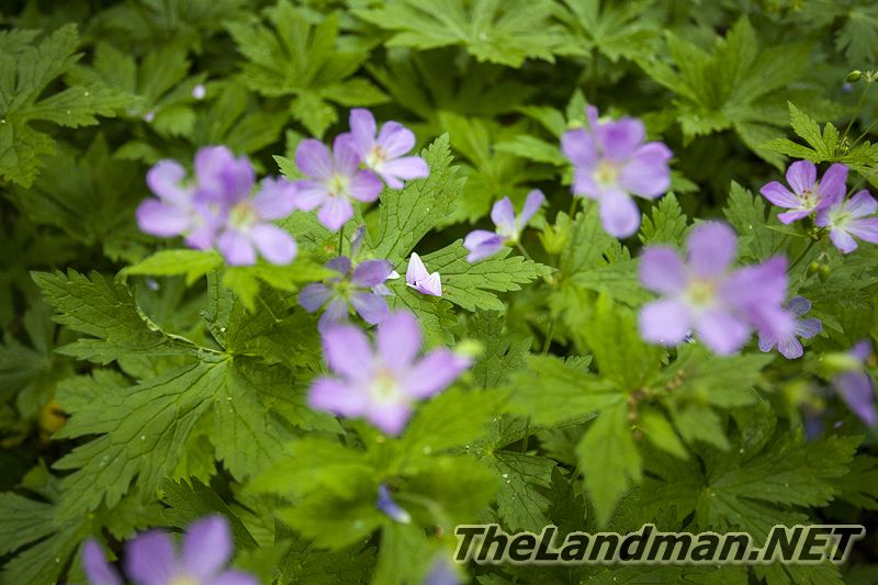 D 800X533 IMG 3508 D 800X533 IMG 3508