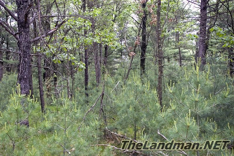 Lake of the Pines Woods Lake of the Pines Woods