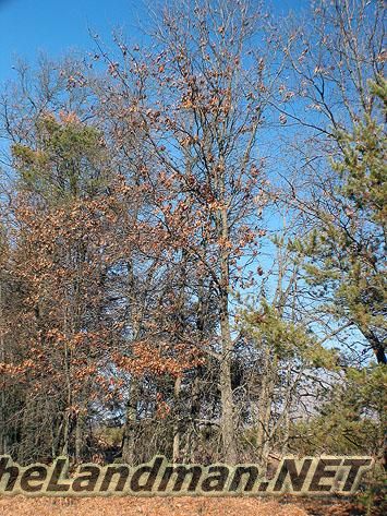 Photo of Woods Photo of Woods