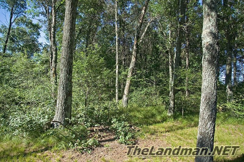 Picture of Woods Picture of Woods