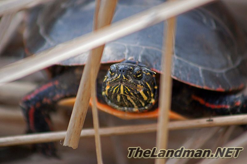 Painted Turtle Painted Turtle