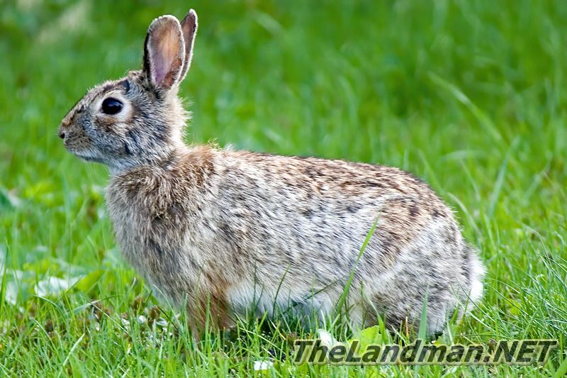 Bunny Rabbit Bunny Rabbit