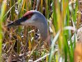 Nesting Sandhill Crane in Spring Wisconsin Nesting Sandhill Crane in Spring Wisconsin