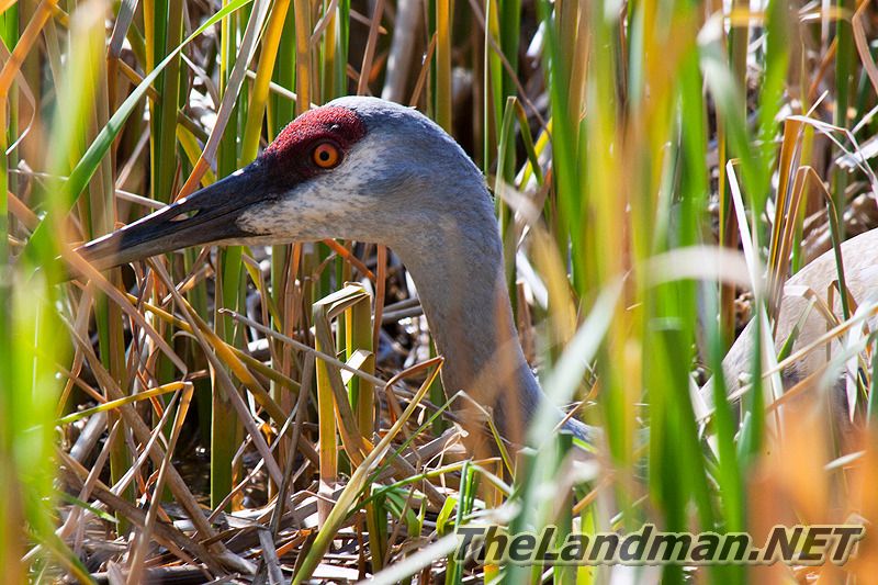 Nesting Sandhill Crane in Spring Wisconsin Nesting Sandhill Crane in Spring Wisconsin