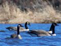Canadian Geese Big Roche-A-Cri Lake WI Canadian Geese Big Roche-A-Cri Lake WI