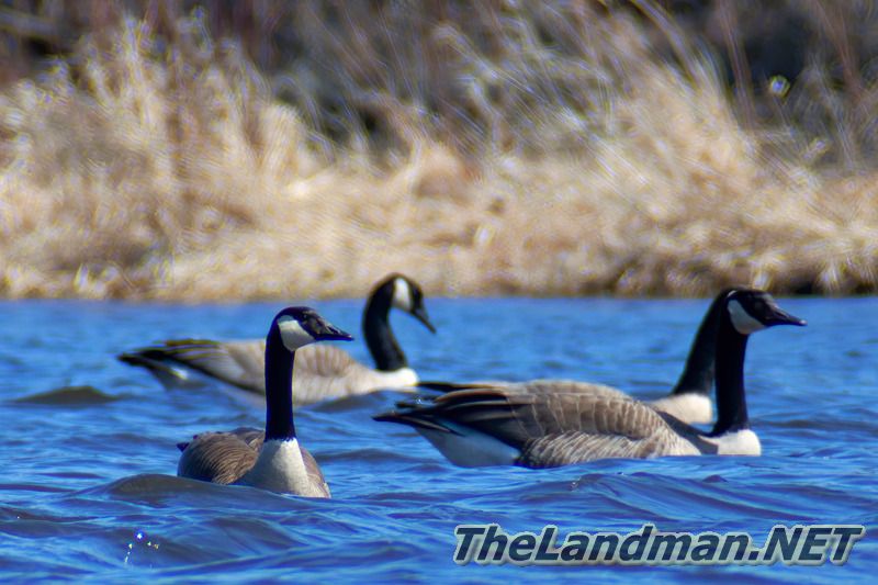 Canadian Geese Big Roche-A-Cri Lake WI Canadian Geese Big Roche-A-Cri Lake WI