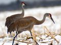 Sandhill Cranes Sandhill Cranes