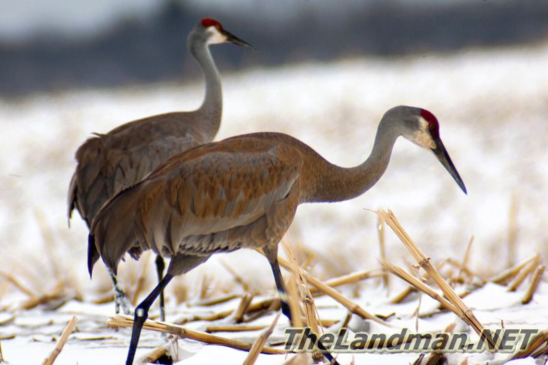 Sandhill Cranes Sandhill Cranes
