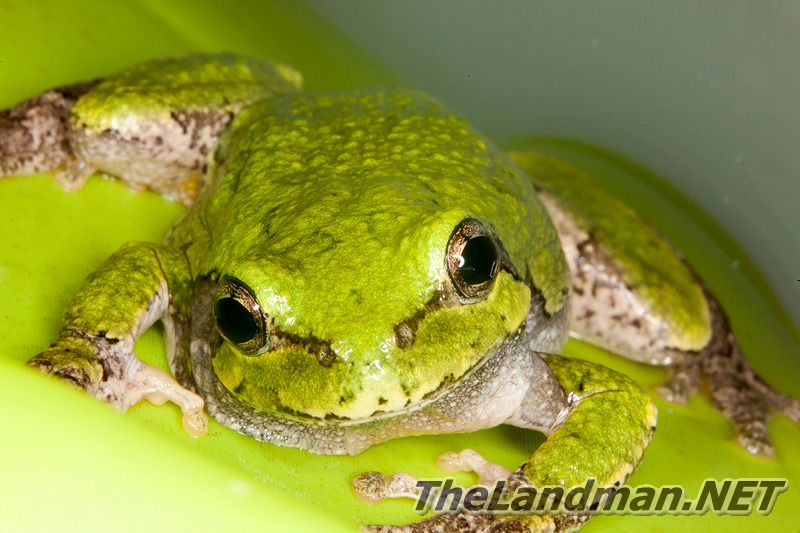 Wisconsin Tree Frog Wisconsin Tree Frog