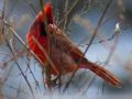 Winter Male Cardinal  Winter Male Cardinal