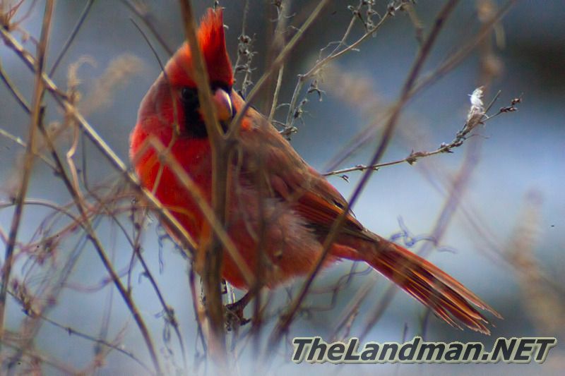 Winter Male Cardinal  Winter Male Cardinal