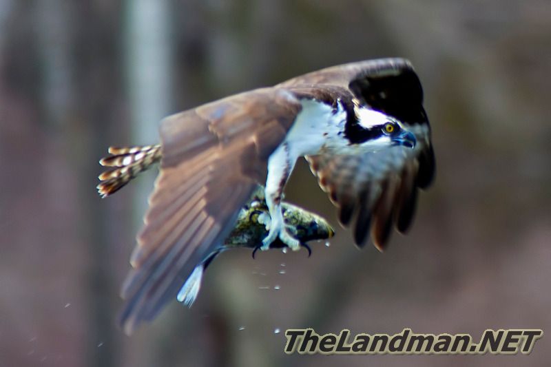 Bird of Prey Bird of Prey