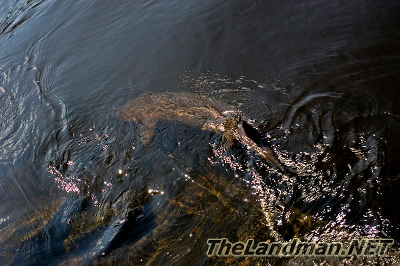 Wisconsin River Sturgeon Wisconsin River Sturgeon