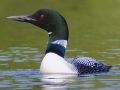 Loon Loon