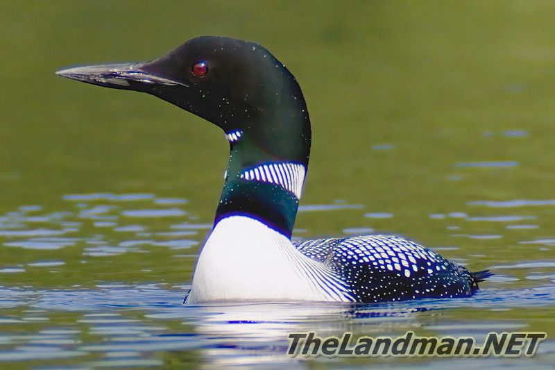 Loon Loon