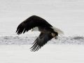 Bald Eagle Bald Eagle
