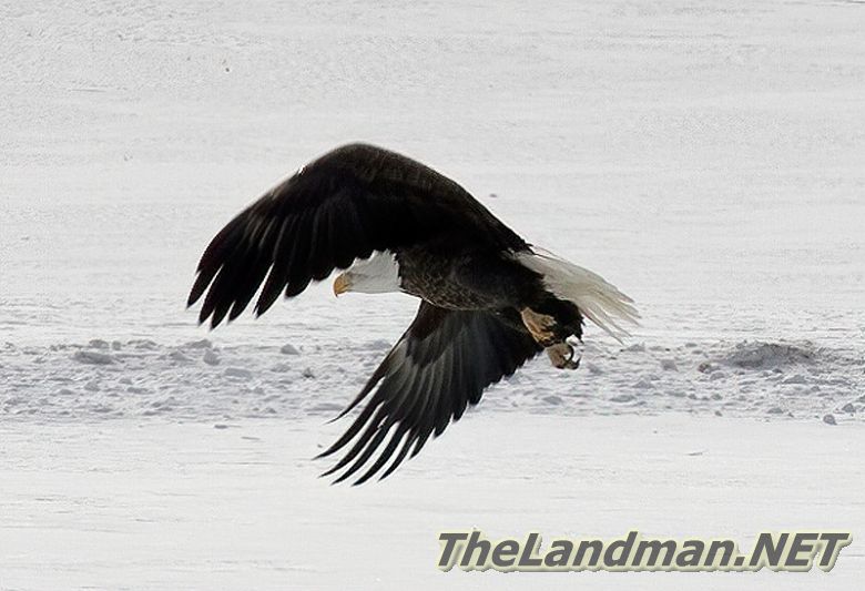 Bald Eagle Bald Eagle