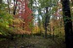 Wooded WI Land for Sale