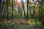 Wisconsin Hunting Acreage for Sale