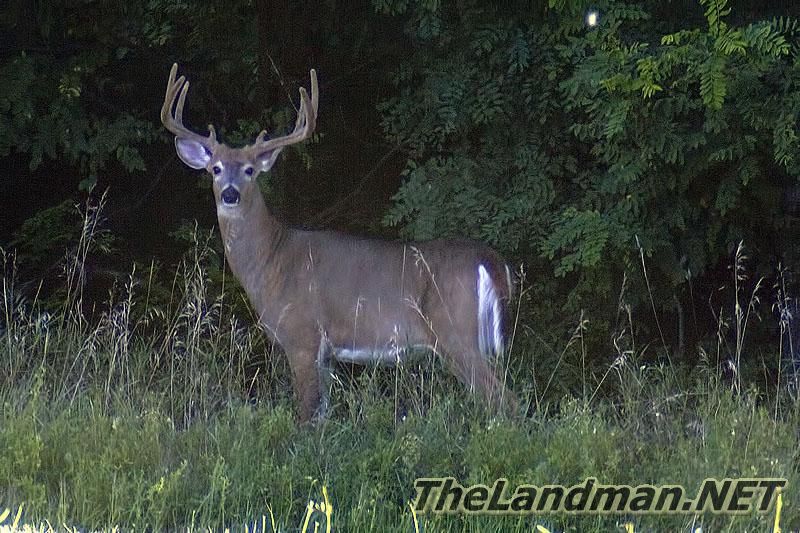 Whitetail Deer Adams County