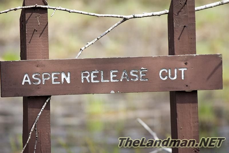 Aspen Release Cut