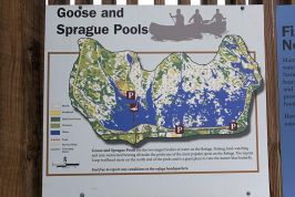 Goose Pool Photos