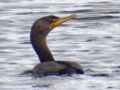Double Breasted Cormorant