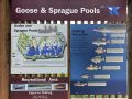 Goose and Sprague Pools