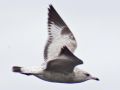 Wisconsin Seagull