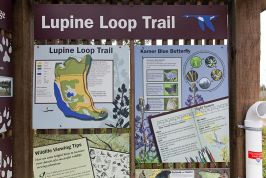 Lupine Loop Trail Photos