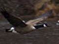 Canadian Goose Gliding over Big-Roche-A-Cri Lake, Wisconsin