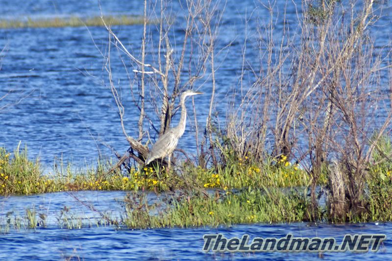 Great Blue Heron Hunting for Food