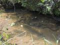 Fordham Creek Trout Stream in Adams County WI