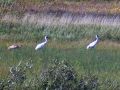 Cranes in the Wetlands