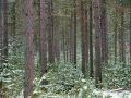 Wintery Pines in Crystal Brook Woods