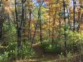 Crystal Brook Woods Fall Forest Photo