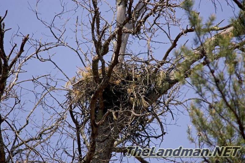 Picturs of an Osprey nest
