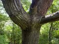 Huge Marquette County Tree