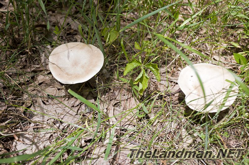 Central Wisconsin Wild Mushrooms