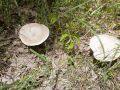 Central Wisconsin Wild Mushrooms