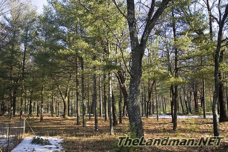 Picture of Woods at Deerborne Acres