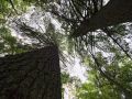 Picture of 2 huge White Pines