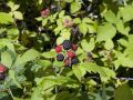 Photo of Black Berries at Jack Pine Acres