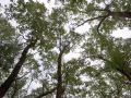 Forests Canopy Picture 