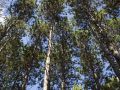 Photo of Pines in Hadraba Subdivision