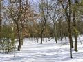 Winter Photo in Pine Oaks Subdivision